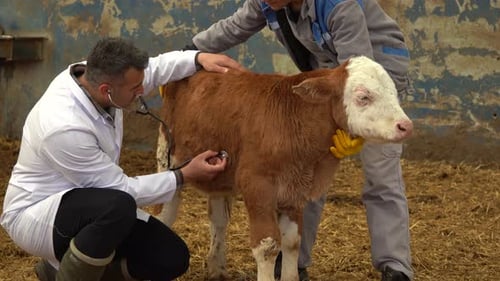 Veterinary calf treatment.