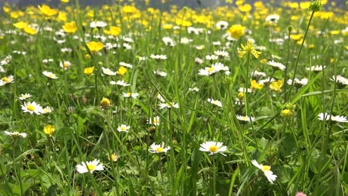 Wiesenboden mit gelben und weißen Blumen im Tiefland bedeckt