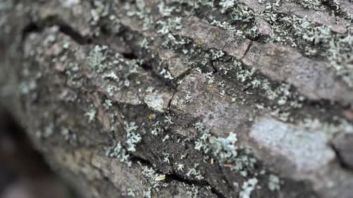 Moos auf dem Baum 5