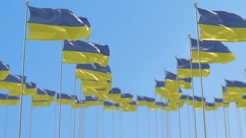 Waving Ukrainian Flags Field Against Clear Blue Sky