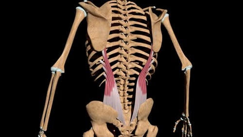 3D Human Anatomy Model of Psoas Major and Iliacus Muscle Rotation