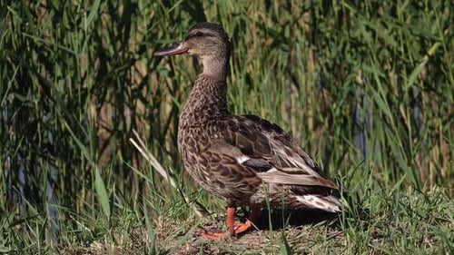 One Brown Speckled Wild Duck