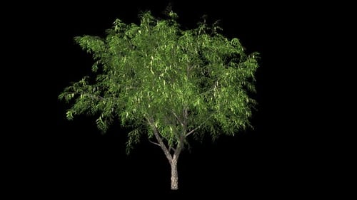 Realistic Tree Animation with Swaying Leaves