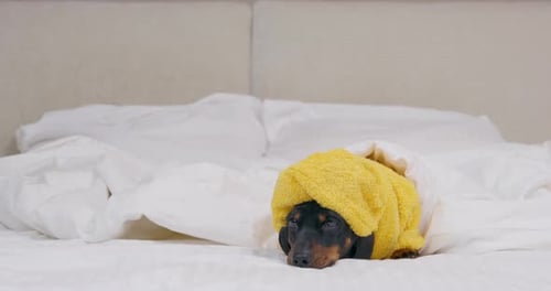 Adorable Dachshund Dog Wearing a Yellow Robe on Bed