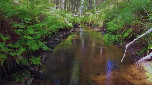 Beautiful footage of a small, crystal clear creek in the middle of the Finnish forest. Perch swimmin