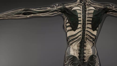 Transparenter menschlicher Körper mit sichtbaren Knochen