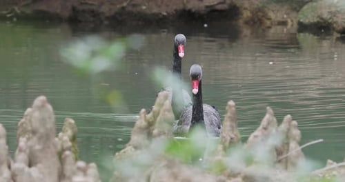 Pair of Black Swans Floats in Pond