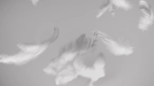 Feathers fliegt durch den Wind und fällt herunter
