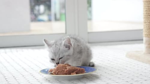 Gray Kitten Eats Food From Plate