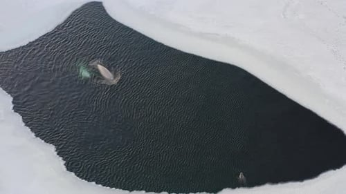 White Whales Float to the Surface of the Sea Among Ice Floes