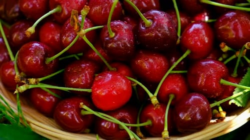 Cherry Harvest in the Garden