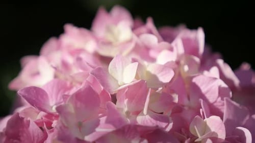 Hydrangeaceae family Hortensia plant close-up4K 2160p 30fps UltraHD footage - Beautiful petals of