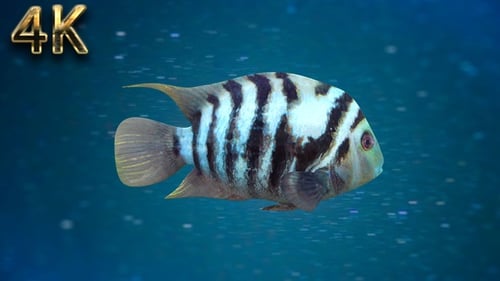 Fisch V05 - 4K
