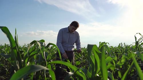 Man Using Tablet in Green Cornfield
