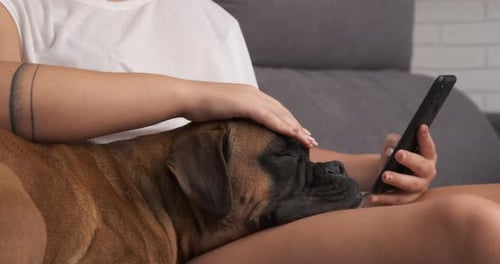 Resting Dog Receives Affection and Gentle Petting