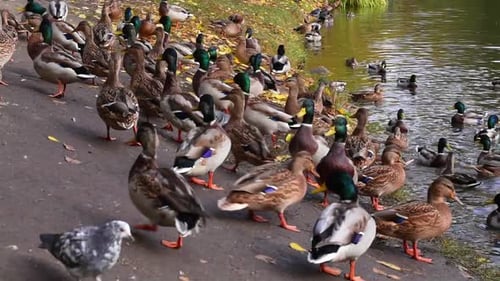Viele Enten an der Küste