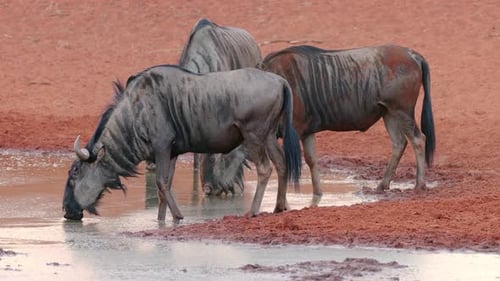 Blue Wildebeest Drinking At A Waterhole - South Africa