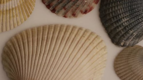 Rotierende Stock-Bildmaterial von Muscheln - SEA SHELLS 010