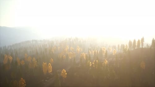 Sunlight in Spruce Forest in the Fog on the Background of Mountains at Sunset