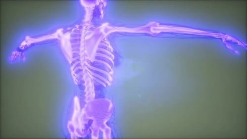 Futuristic 3D Animation of Human Skeleton and Nervous System