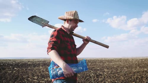 Man Farmer Holding Box of Potatoes in Field at Sunset