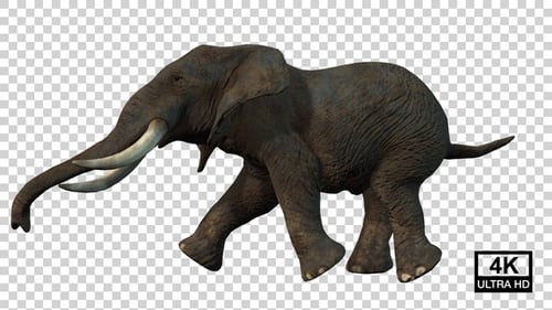 Elephant Running And Atack Side View