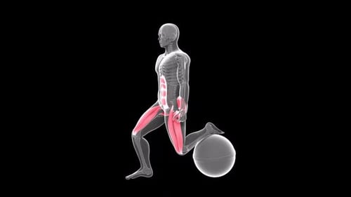 Human Anatomy Animation of Leg Muscles During Exercise
