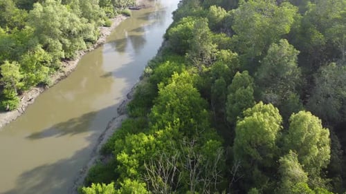 Aerial view mangrove forest
