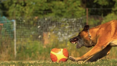 Perro tomando una pelota plana, cámara ultra Cámara lenta