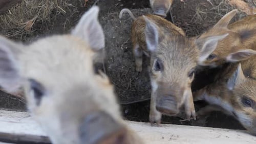 Lechones lindos y divertidos en una granja de animales. Hogar Little Piglets. Hermosas mascotas