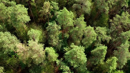 Tall pine trees