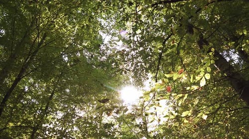 Looking Up Through Lush Green Trees to Sunlight