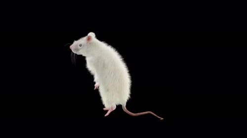 Realistic White Rat Standing Animation with Alpha Channel
