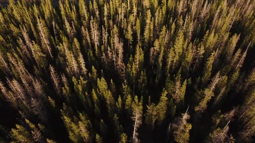 Aerial view of Oregon forest