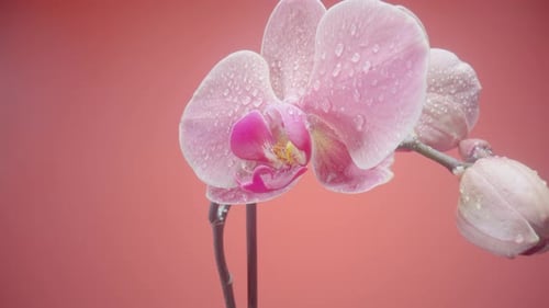 Flor exótica de orquídea rosa mojada con gotas de rocío sobre fondo rojo aislado