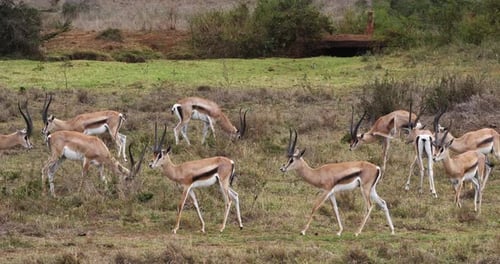Grant's Gazelle, gazella granti, Group at Nairobi Park in Kenya, Real Time 4K