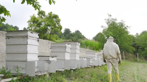 The beekeeper is working.