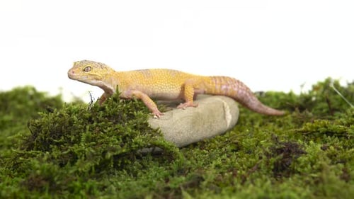 Cute Leopard Gecko or Eublepharis Macularius on Green Moss in White Isolated Background