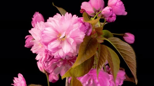 Cherry Blossom. Time Lapse of Beautiful Opening Pink Sakura Flowers Bunch.