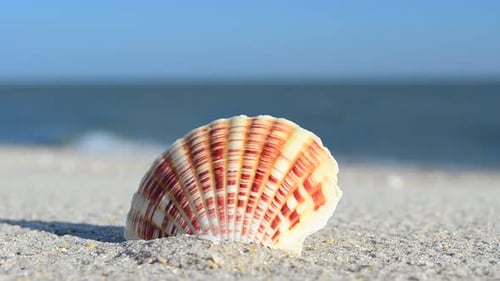 Cockleshells 55