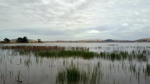 Low flying aerial over lake full of reeds protruding from the water.
(drone shot)