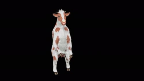 3D Animated Dancing Cow Standing on Hind Legs