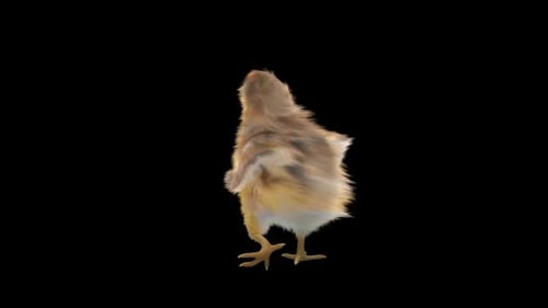 Animated 3D Baby Chick Walking with Alpha Channel