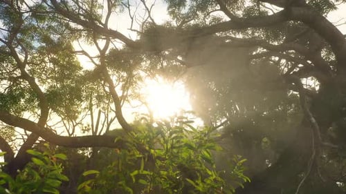 Parc d'État de Kokee. Hawaï. Les rayons du soleil brillent à travers les épais fourrés tropicaux