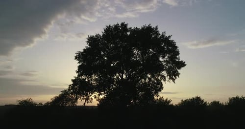Silhouette of Tree Against Dramatic Sunrise Sky