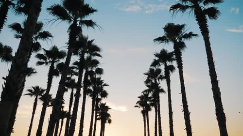 Silhouette Palm Trees in Street at Sunset