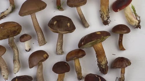 Set of Mushrooms on the Table Top View