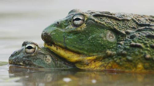 Mating Frogs In Spring Time. Central Kalahari, South Africa. Close up