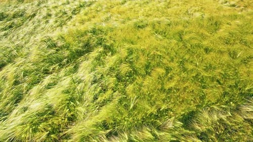 Spikelets of Rye Close Up Greenishyellow Color