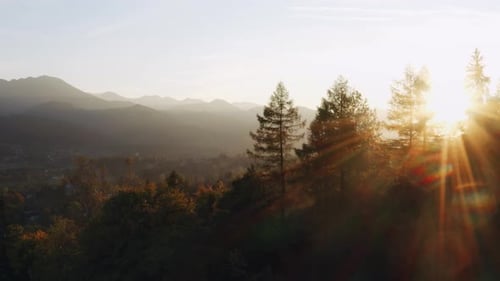 Aerial View Flight Over Mountain Village and Pine Trees Backlit with Golden Evening Sun Light